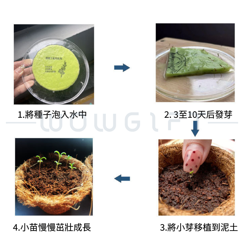 種子紙紅包袋客製．年節紅包客製