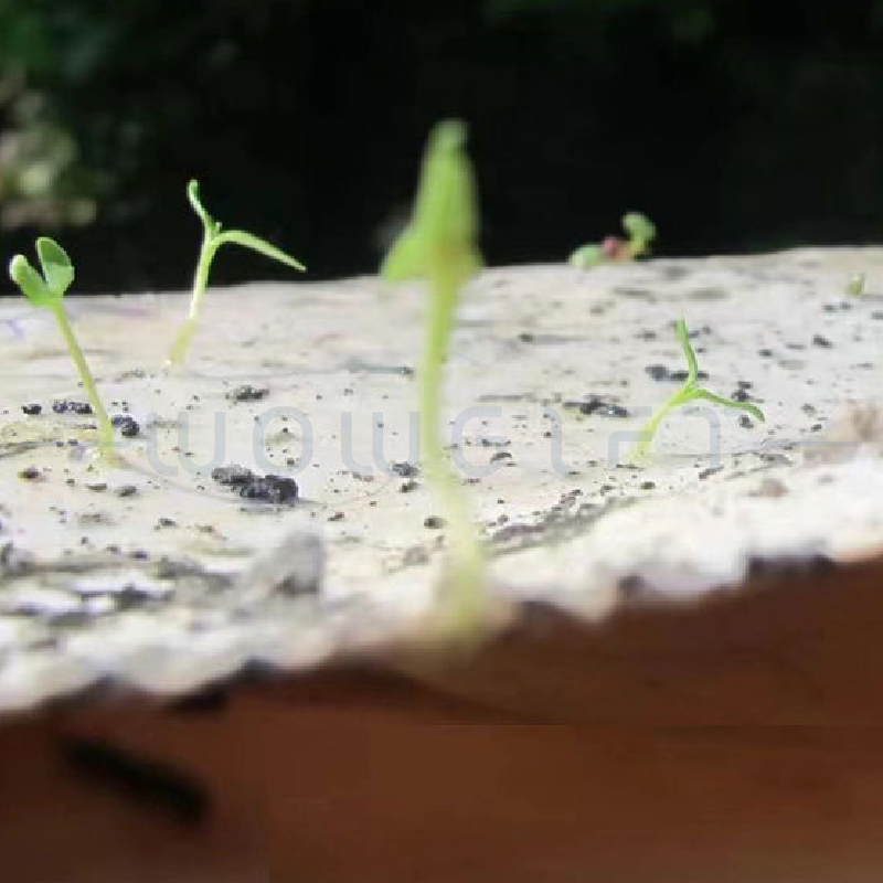 種子紙紅包袋客製．年節紅包客製